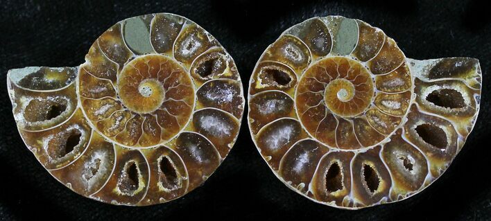 x Small Desmoceras Ammonite Pair #40372